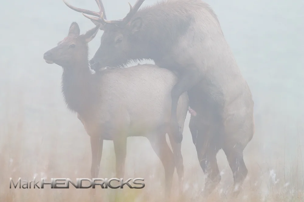 The winner of these epic collisions is granted the right to pass on its genes to the harem. In some cases the battles are so violent that rival males are gored to death; succumbing to their wounds and leaving only the strongest bulls to breed.