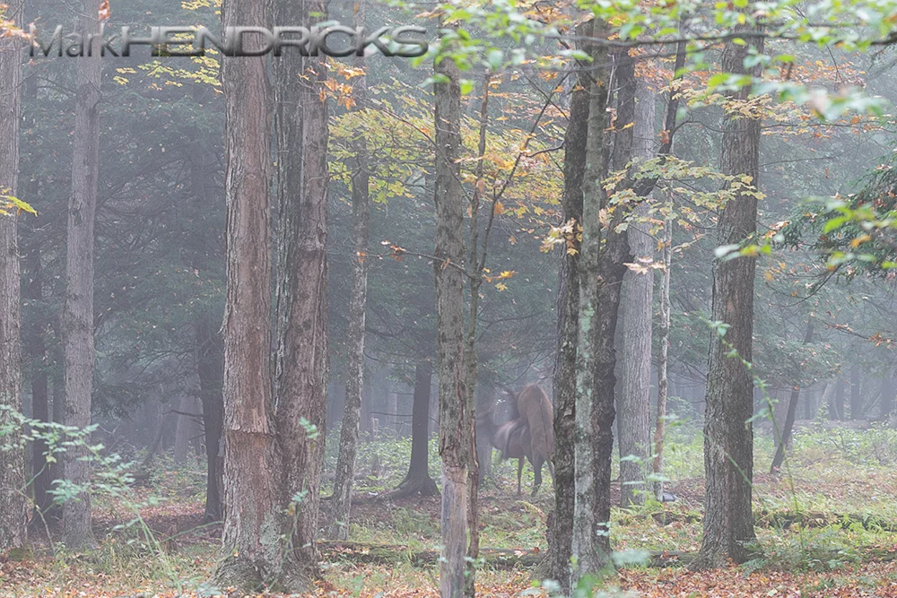 Some bulls, however, may be more clever than brutal. Absconding through the forest this bull mates with a cow from another male's harem. 