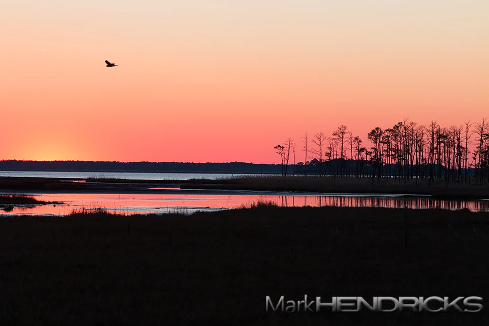 A Northern Harrier hunts over the marsh at Blackwater National Wildlife Refuge. The "Marsh Hawk," as they are sometimes colloquially referred to, has been known to hide within the marsh and pounce on prey species. I had been photographing this bird a few hours before sunset but it had disappeared into the refuge soon afterwards. As I set up a "postcard" shot the bird returned and flew into the landscape giving the image life (no pun intended).