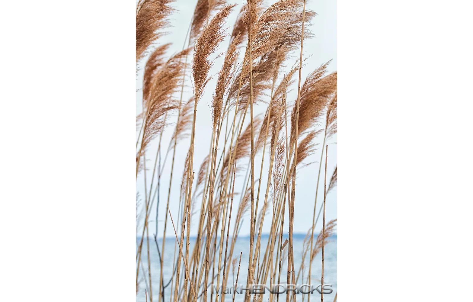 With the Bay as a backdrop, Sea Oats waft along to winter winds. A type of wetland grass, this particular plants provides excellent protection along the shorelines of the Chesapeake. Its root system is incredibly strong as it can hold together sand and soil in the most harsh and powerful storms. 