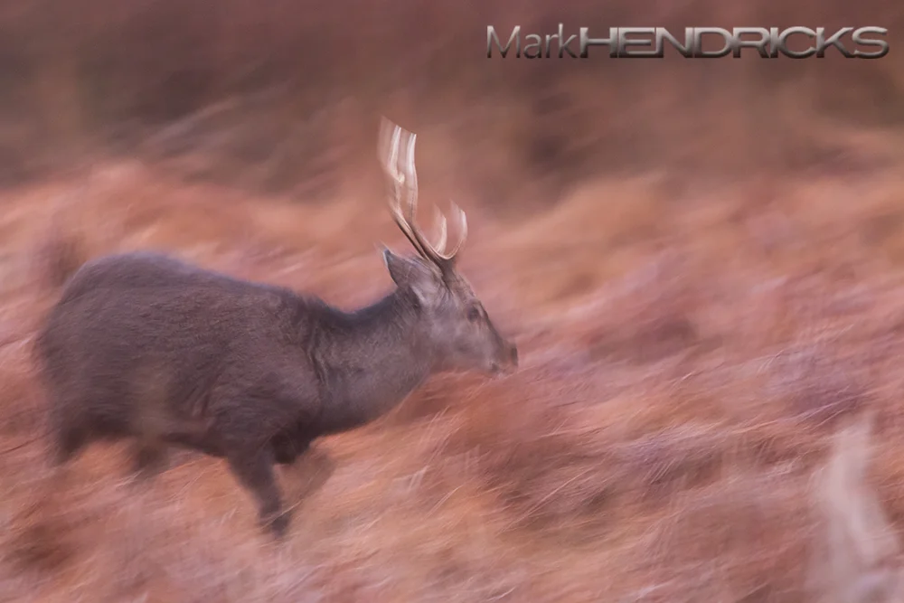 A Sika Stag chases off a smaller competitor during their annual rut. Like the Elk of Pennsylvania and the American West, the Stags emit a haunting bugle during this annual ritual. 