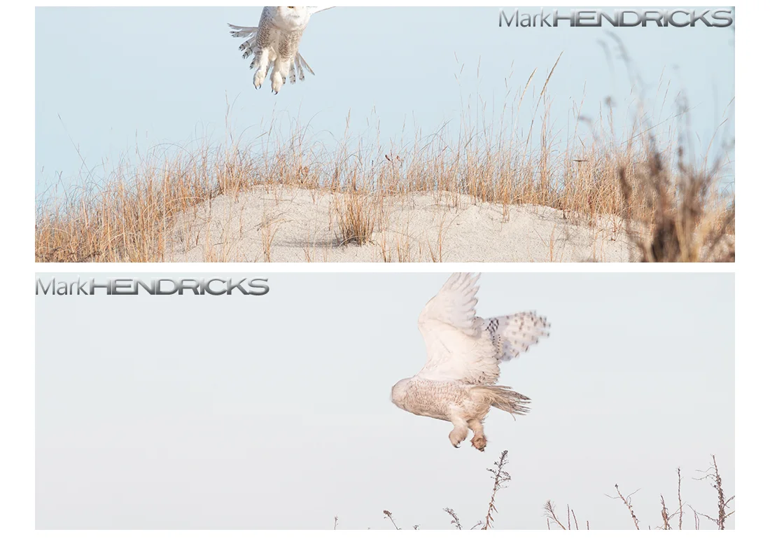 snowyowlpanos.jpg