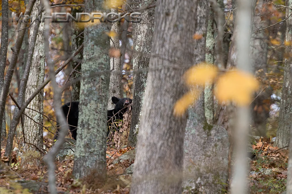 BlueRidge_FallBear_Hendricks.jpg