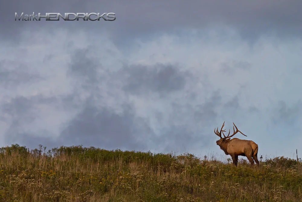 My favorite sounds in nature are the howl of the wolf, the call of the loon, and the bugle of the elk. All three sounds are beautiful in their memorable, haunting crescendo. My friend who introduced me to the Elk warned me that once you hear the bugle it'll grab you and never let you go. He was right and I'm better off for it. So is the watershed for having this small section where the Elk may still roam.