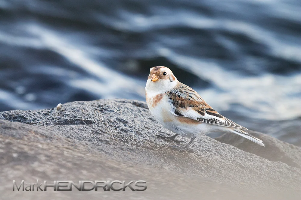 An uncommon Arctic visitor to the region is the Snow Bunting, which can be found on beaches, rocky outcrops near water, and farmland. It winters in the Chesapeake Bay Watershed where they can be seen in flocks foraging amongst grasslands. A ground dwelling species, males leave for their Arctic nesting grounds in March and April to find and defend prime nesting habitat. The females will join them a few weeks later.