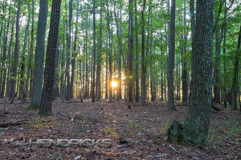 A mixed Lobolly Pine/Hardwood Forest common in the Delmarva Peninsula portion of the Eastern section of the Chesapeake Bay Watershed. It is a bastion for the endangered Delmarva Fox Squirrel and nesting habitat for the Bald Eagle. 