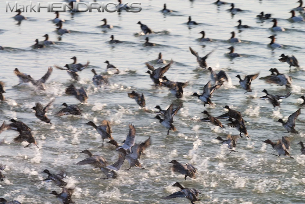 During the peak of fall migration thousands of ducks can be viewed along the rivers and tidal marshes that flow into the bay. Scaups, Canvasbacks, Redheads, and Wigeons are some of the familiar species that are seen regularly here.