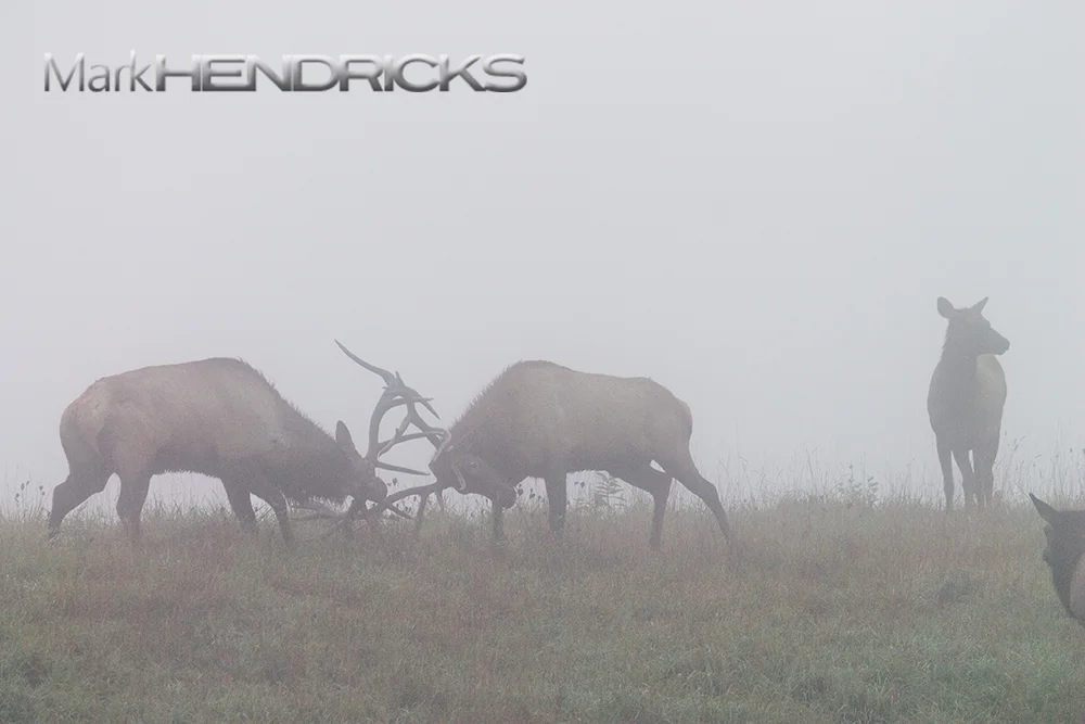 When the bulls collide the meadow is filled with a cacophony of antler scraping and interlocking. It is an awesome sight to behold. Augmented by the bugle, the natural soundscapes to these battles creates a sensory overload filled with drama. Bulls will rarely eat during the rut as they obsess on defending or overtaking harems.