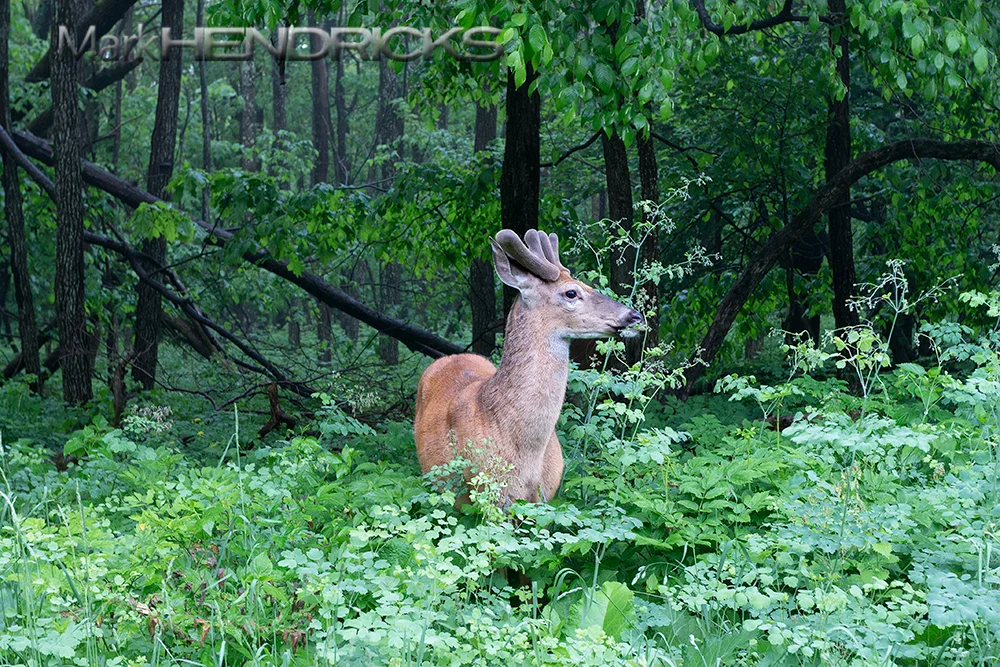 BlueRidge_VelvetDeer_Hendricks.jpg