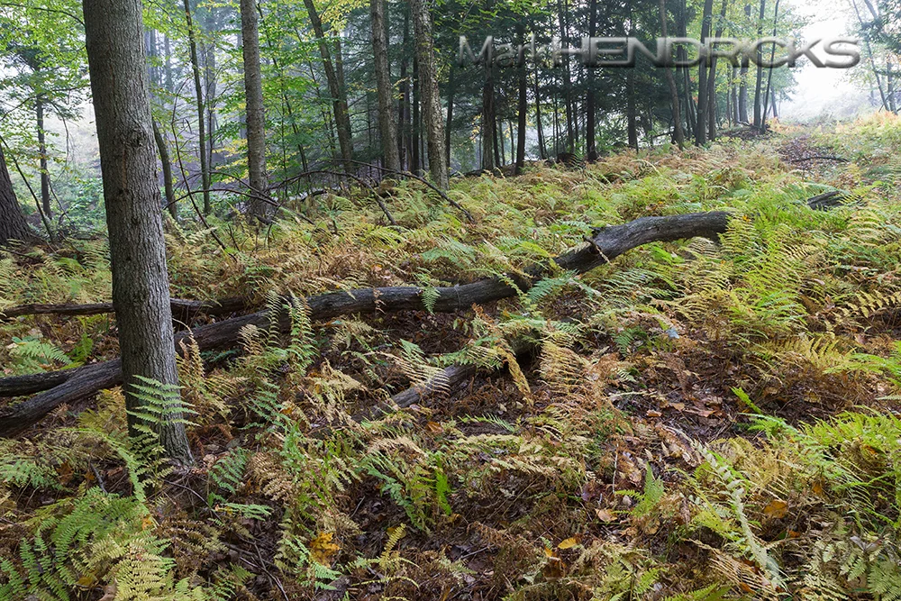 The old growth forests are filled with Eastern Hemlock, hickory, oak, cherry, birch, and aspen trees. The forest is floored with ferns. There is a Thoreau-like quality to this land. It is peaceful. Unless you are chased by a testosterone filled bull Elk. Luckily for myself this has never happened. 