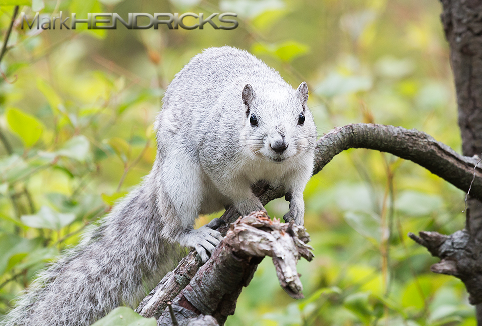An Endangered Delmarva Fox Squirrel