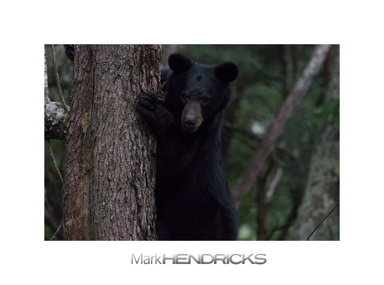 Black Bear in the Appalachian Mountains at dusk