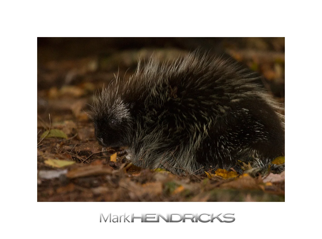 My first (living) Porcupine!