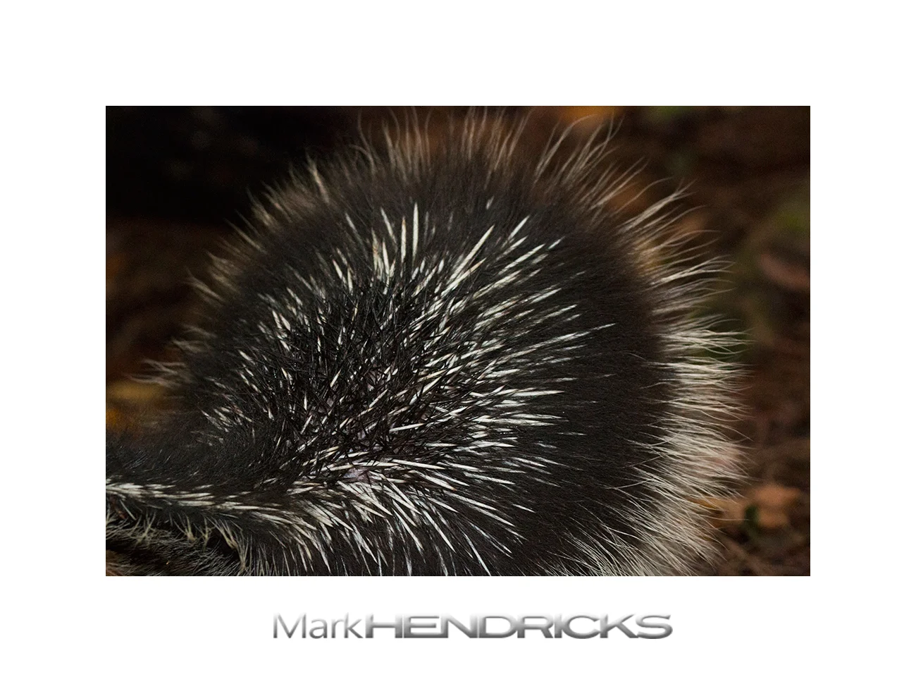 The porcupine does not share the love that the photographer has for it and gives him an excellent view of its quills. Porcupines will face predators backwards to protect themselves with their painful barbs.