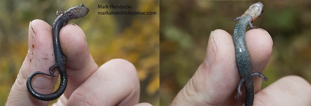 A comparison of the ventral sides of the endangered Shenandoah Salamander (right) and the more common Eastern Red Backed Salamander (left). Shenandoah salamanders have a more solid black ventral side and Eastern Red Backed Salamanders have the more mottled "salt and pepper" ventral side. Climate change is the biggest threat facing the Shenandoah Salamander and it is feared that as the temperature rises and Eastern Red Backs make their way higher up the mountains where the Shenandoah Salamander lives, the Eastern Red backs wills displace the Shenandoah's as they are more aggressive. 
