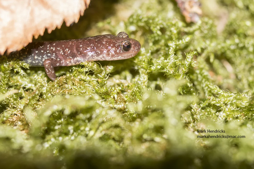 An endangered Shenandoah Salamander emergeing from under a fallen leaf on moss bordering the talus slop on Hawksbill Mountain in Shenandoah National Park.
