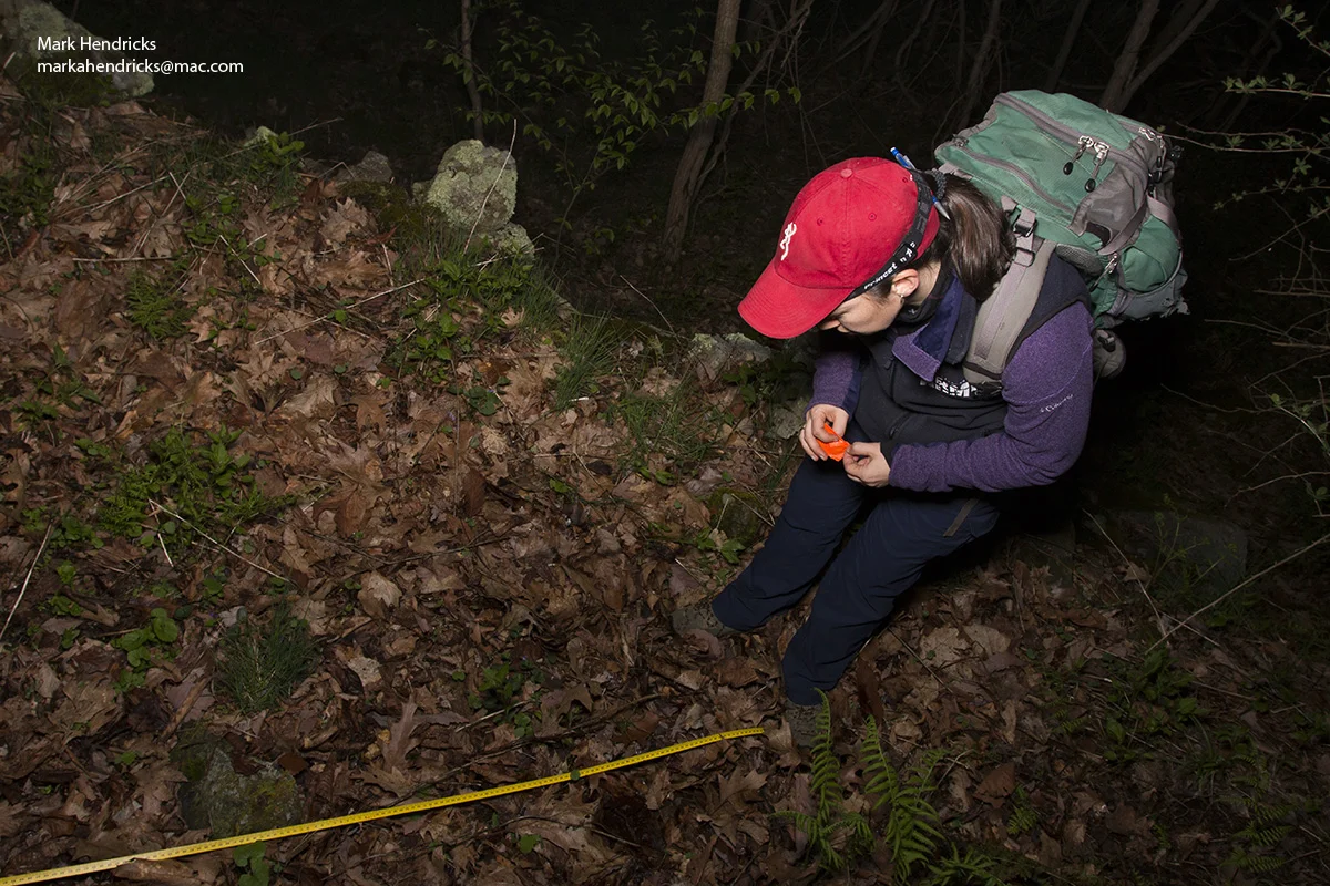 A researcher surveying for Shenandoah Salamanders at night. Using a tape measure that goes down a mountain in Shenandoah National Park, the researchers search for the nocturnal salamander and take note of when they encounter one. This is a noninvasive methodology.