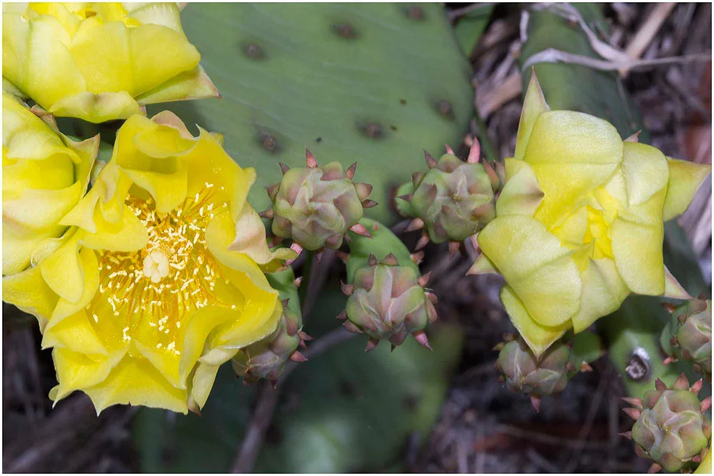 cactus.jpg