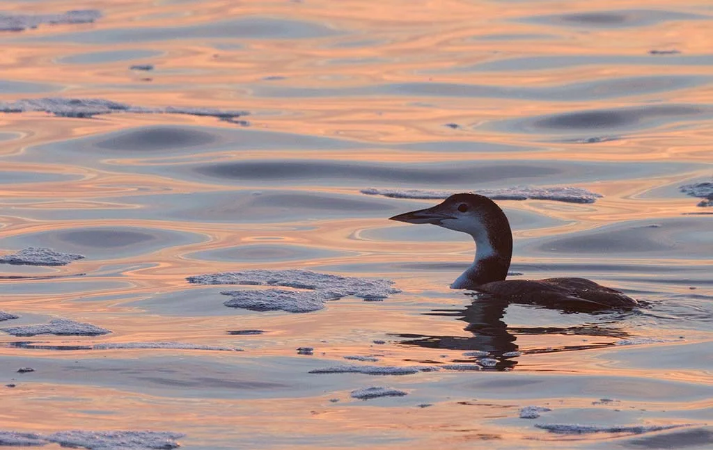 common_loon_winter_assateague.jpg