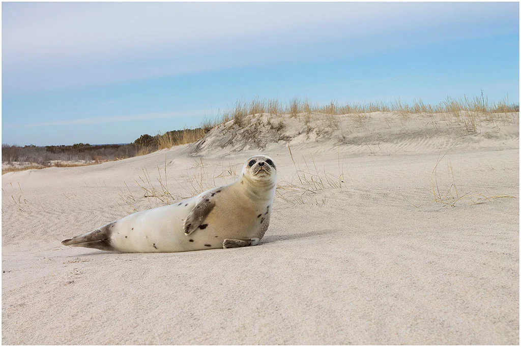 HarpSeal_Sanddunes.jpg
