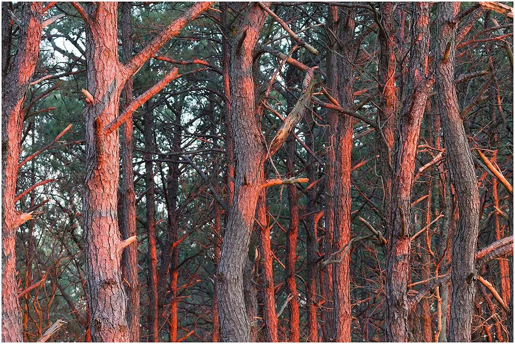 martimeforest_assateague.jpg