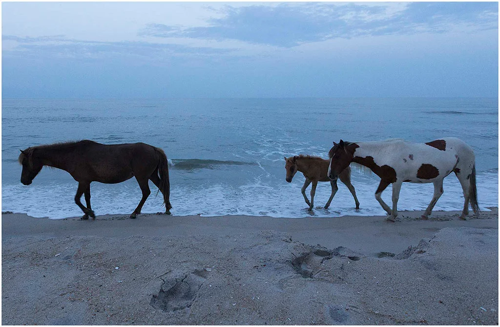 Horsesonbeach_assateague.jpg