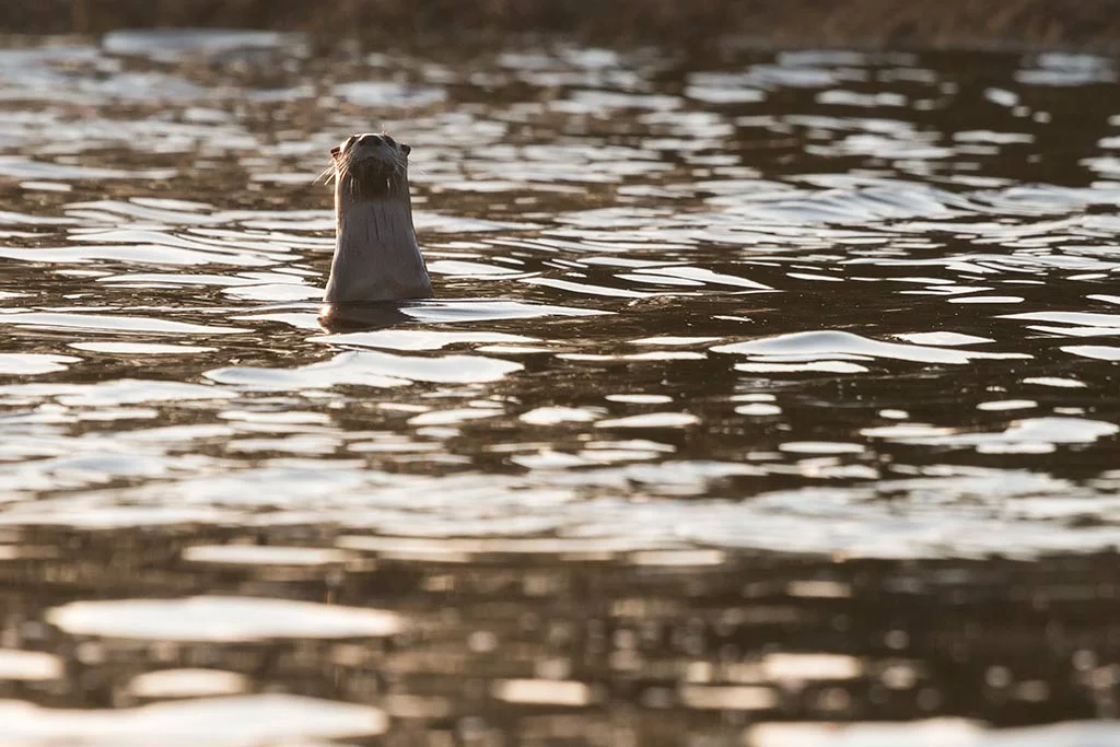 RiverOtter_Assateague_Cropped.jpg
