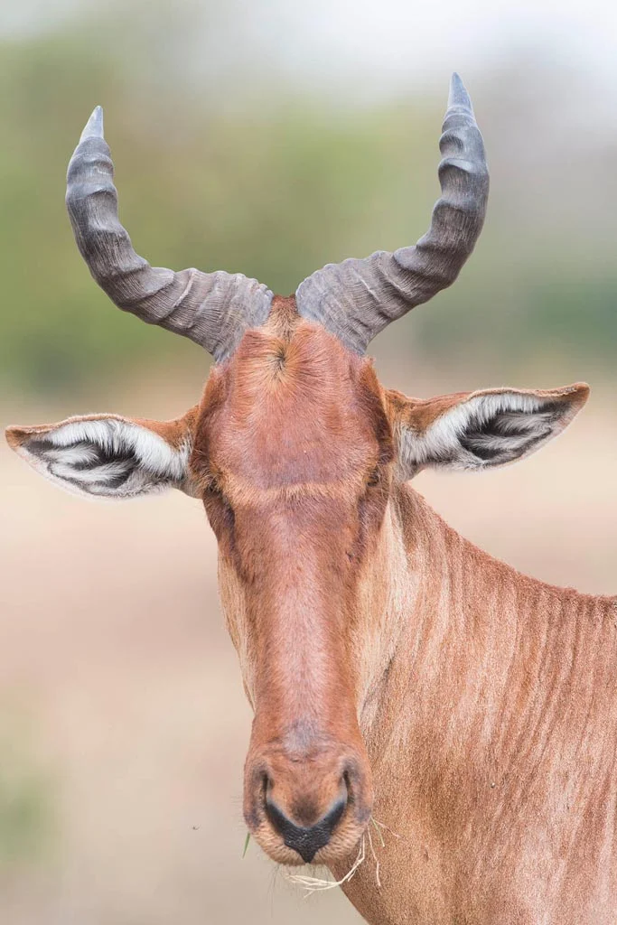 harte_portrait.jpg