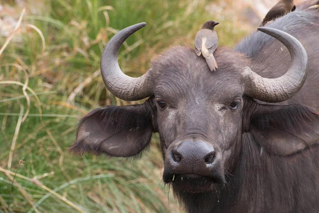 buff_oxpecker.jpg