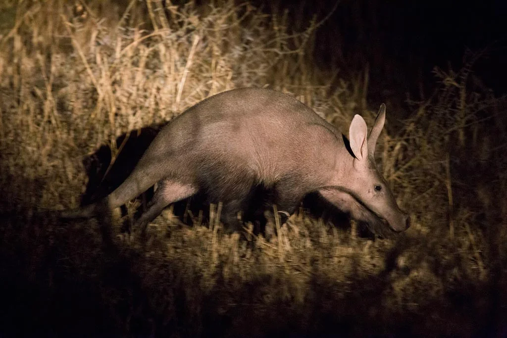 aardvark.jpg