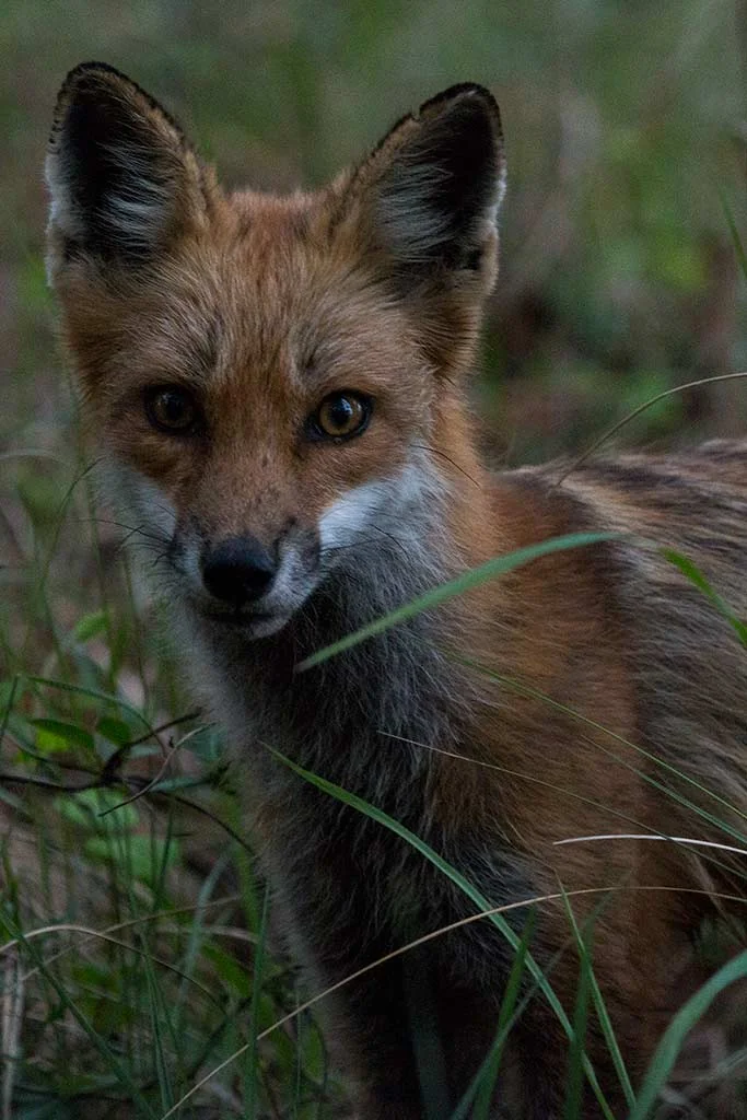 redfox_portrait.jpg