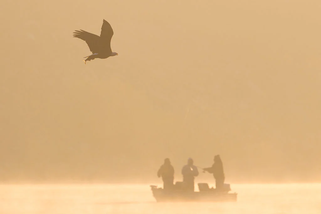Bay_Eagle_fisherman.jpg