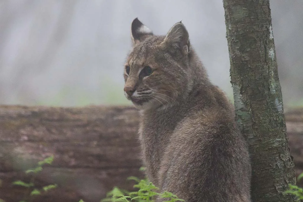 bobcat_blueridge.jpg
