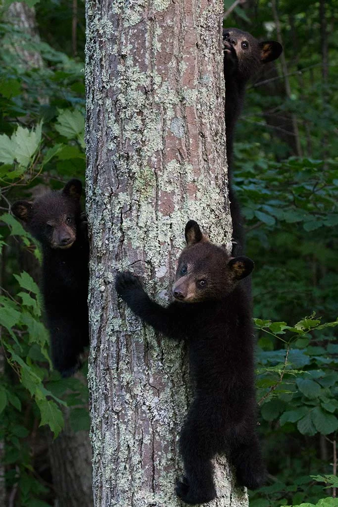 threebbcubs.jpg