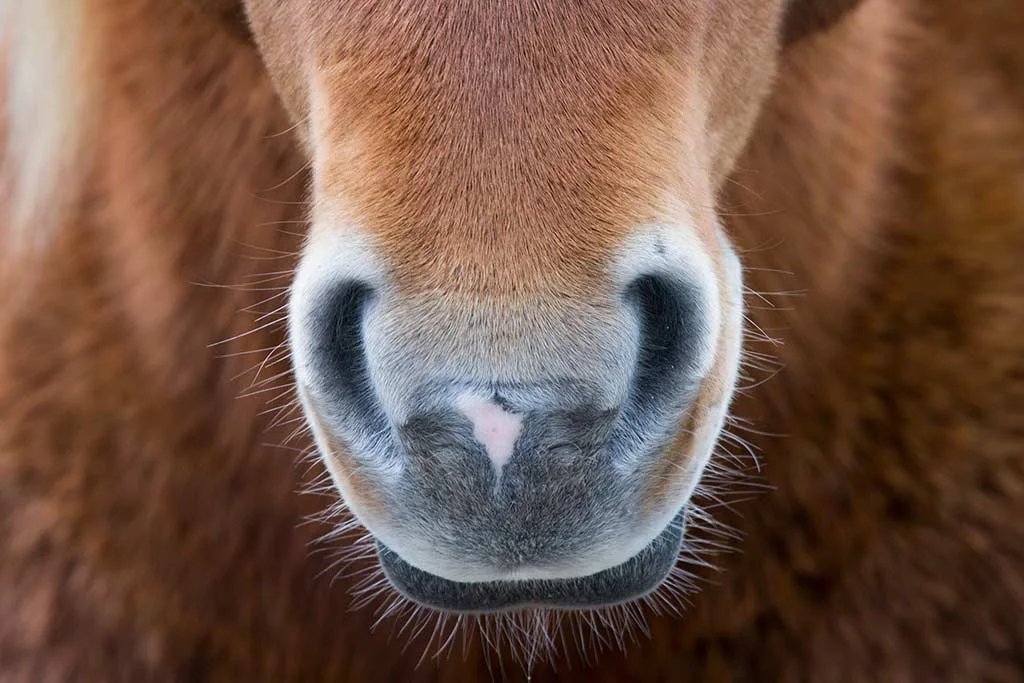 horse_face.jpg