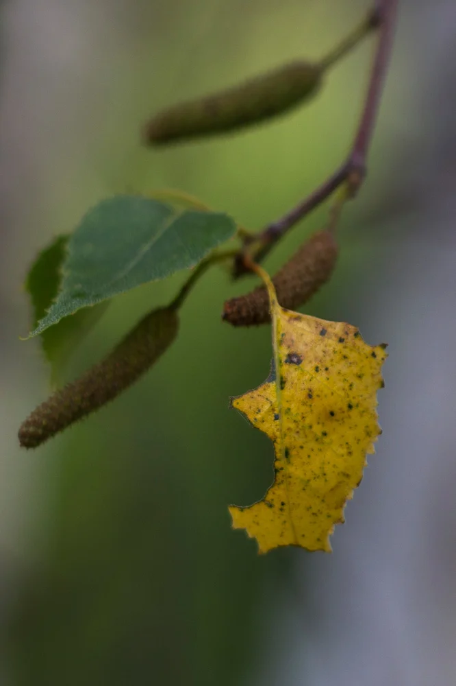 _MG_0913-Recovered.jpg