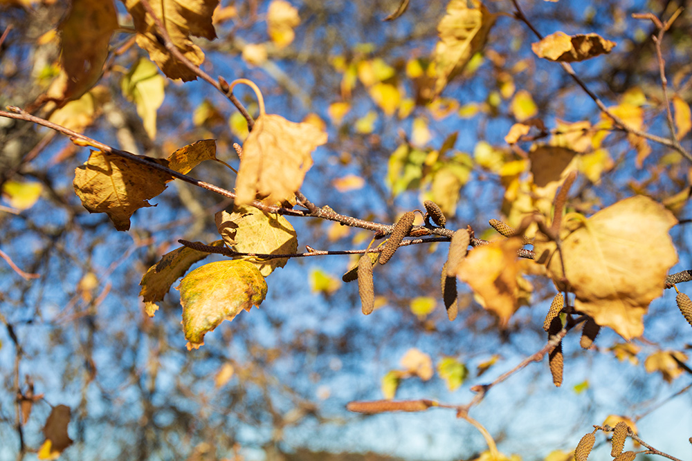 _MG_4912.jpg