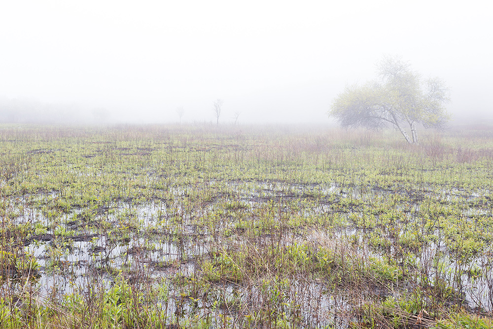 hendricks_m_landscapes_waterscapes_&flora_big_meadows.jpg