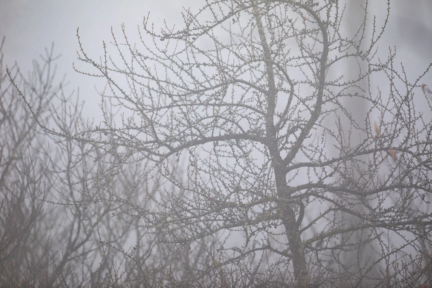 WEB-larch_april_fog.jpg
