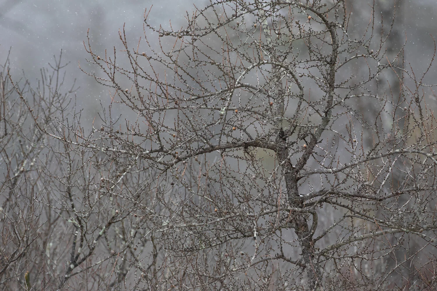WEb-larch_snow.jpg