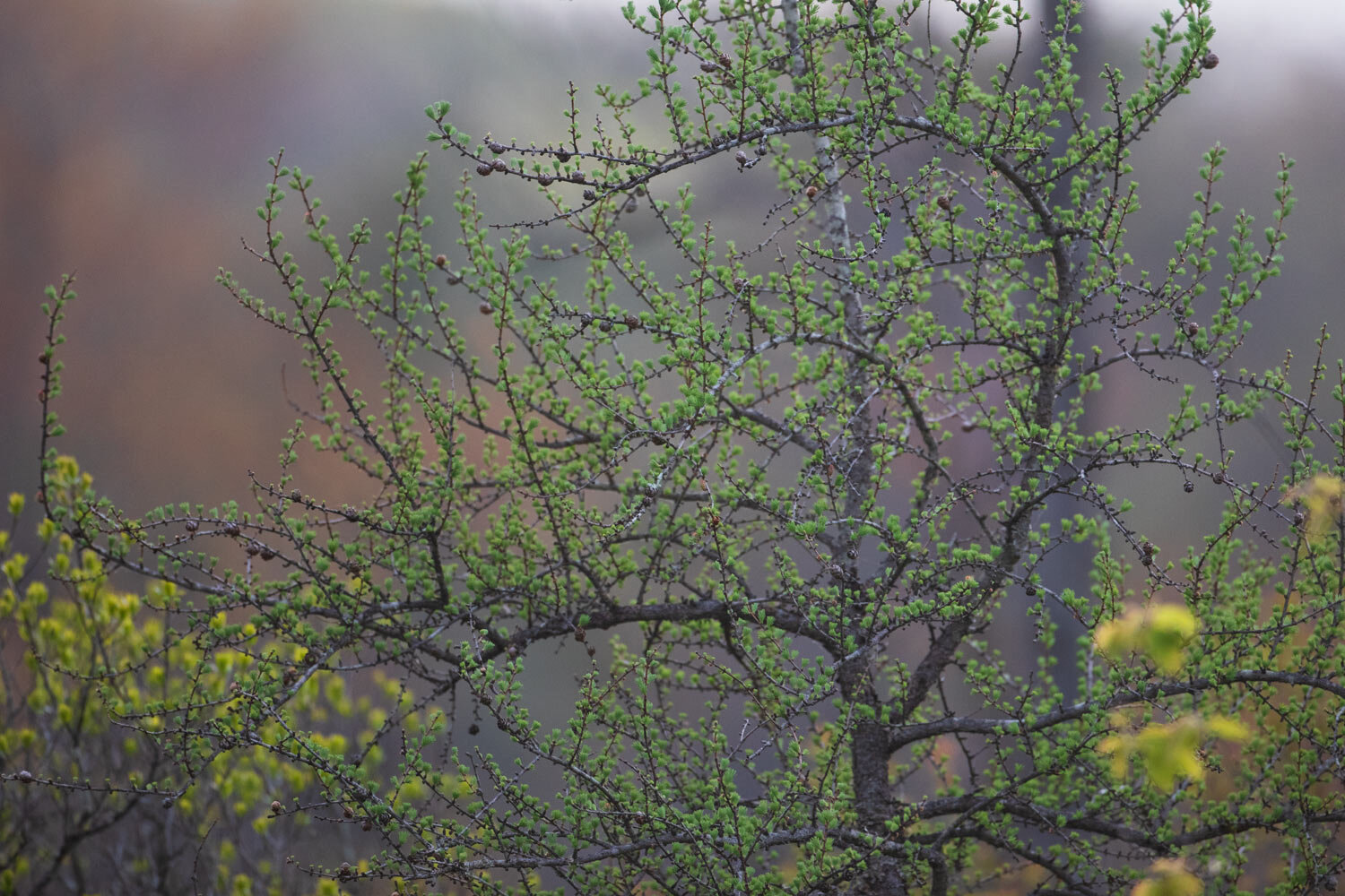 WEB-Larch-green.jpg