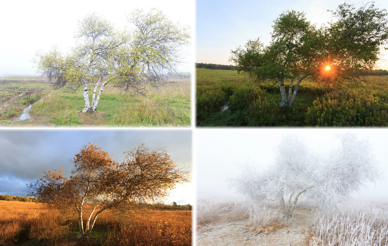 WEB-resize4seasons_birch.jpg