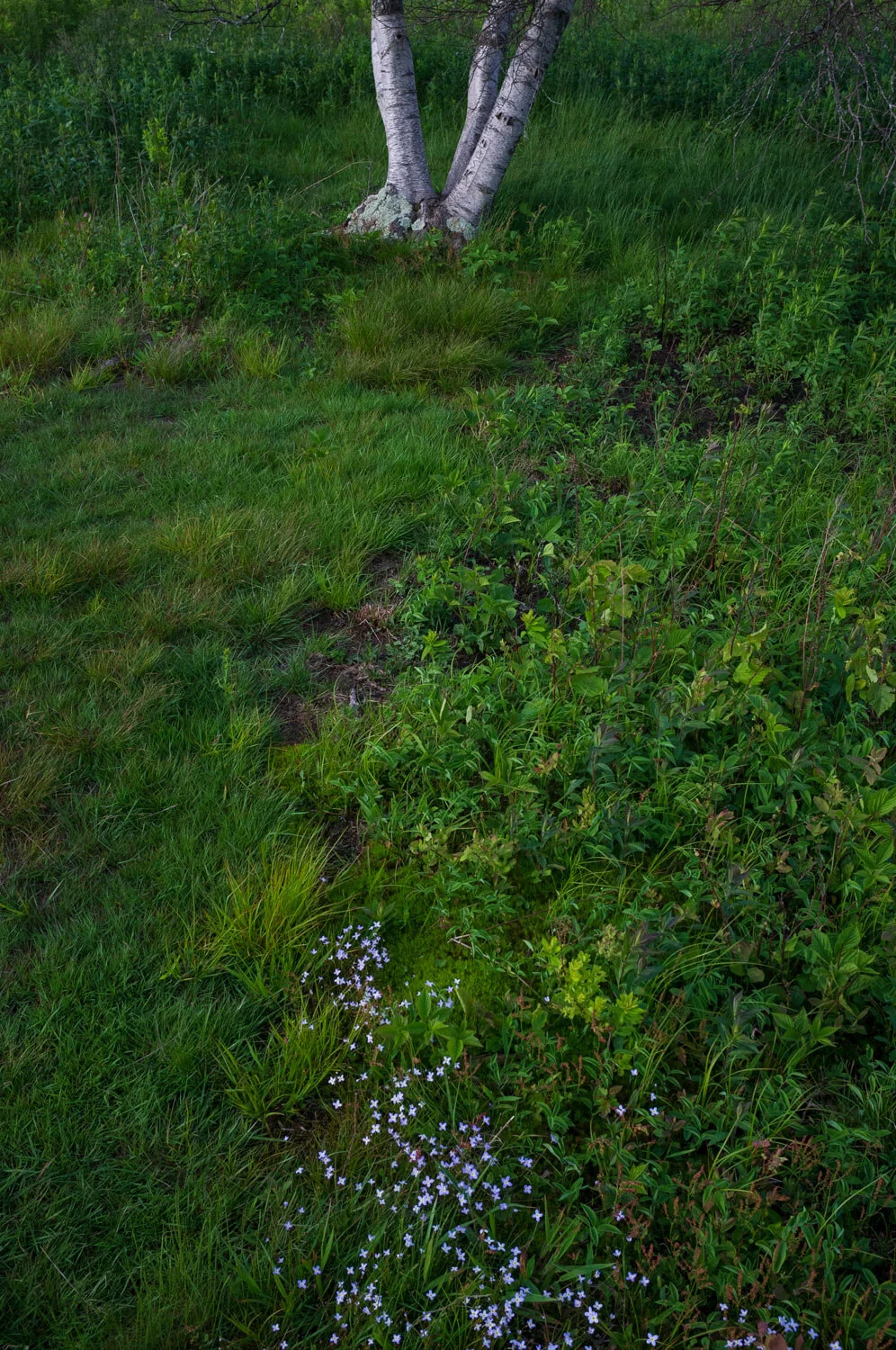 Web-Spring-Flowers.jpg