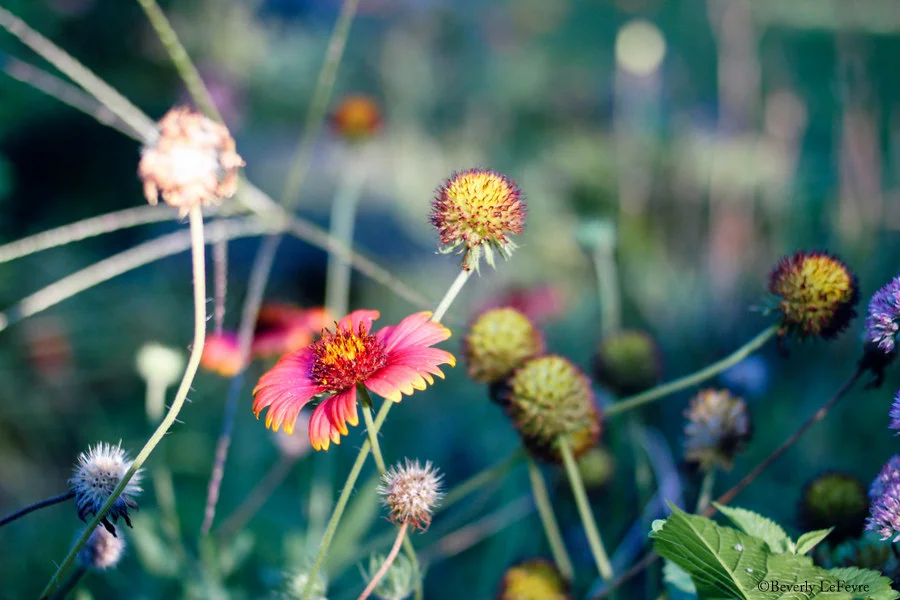 September garden