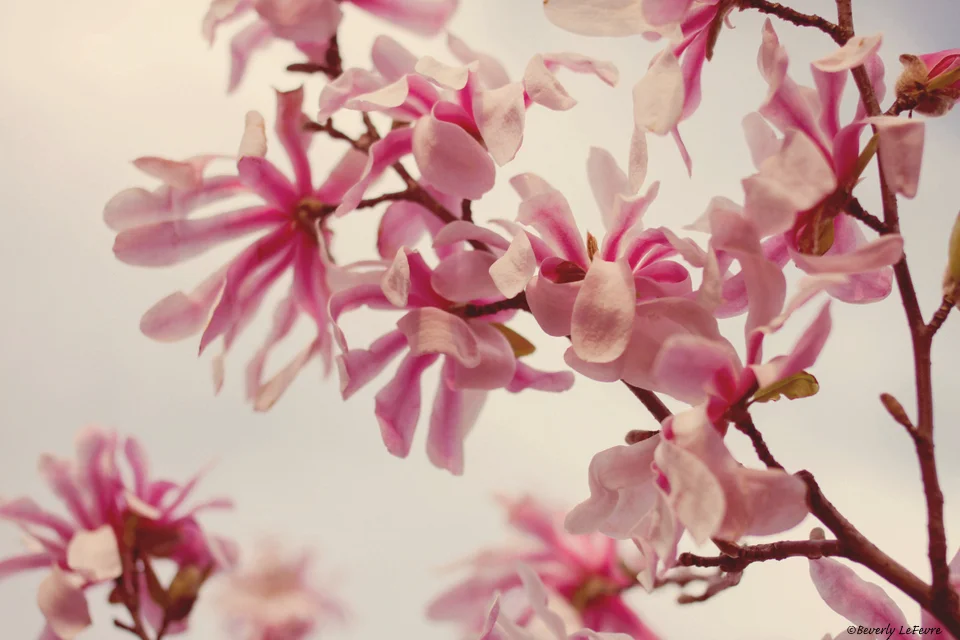 pink star magnolias