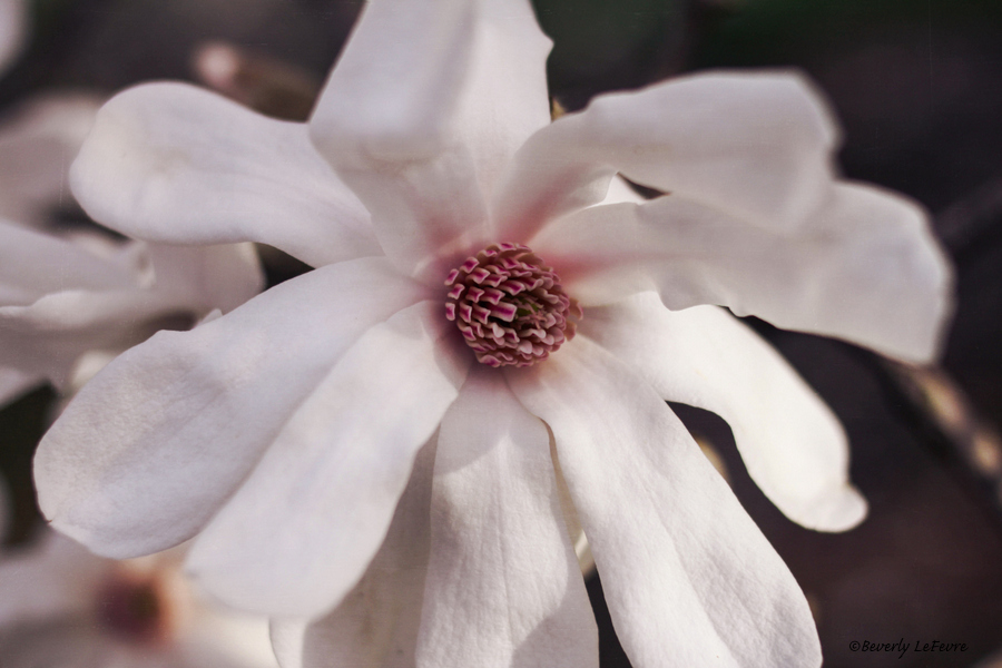 star magnolia