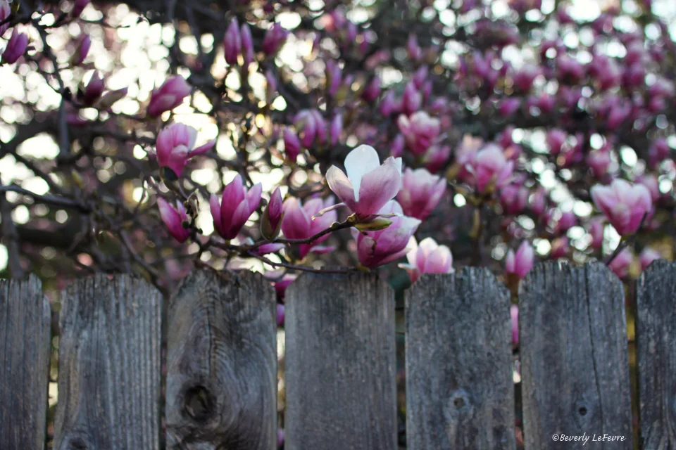 magnolia fence