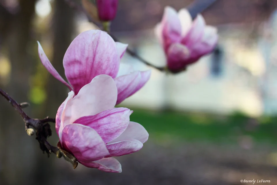 magnolia 