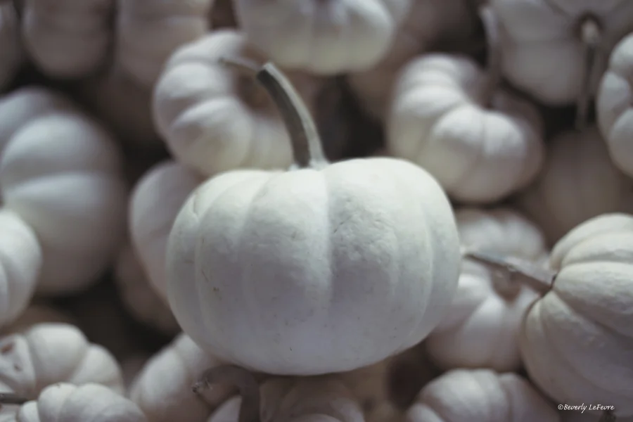 white pumpkins