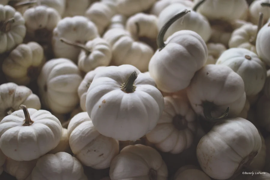white pumpkins